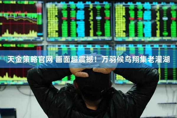 天金策略官网 画面超震撼！万羽候鸟翔集老灌湖